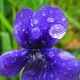 Blue Violet (Viola adunca): A native host plant-- the eggs are laid on it-- for the endangered Myrtle Silverspot Butterfly (Speyeria zerene myrtleae).